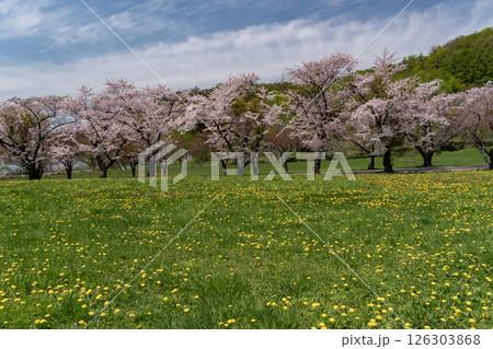 洞爺湖畔の桜並木 洞爺湖畔の桜並木 126303868