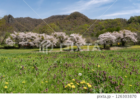 洞爺湖畔の桜並木 126303870