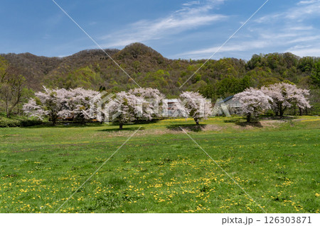 洞爺湖畔の桜並木 126303871