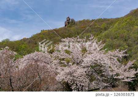 洞爺湖畔の桜並木 126303875
