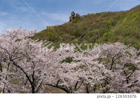 洞爺湖畔の桜並木 洞爺湖畔の桜並木 126303876