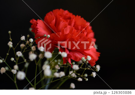 赤いカーネーションとカスミソウ 126303886