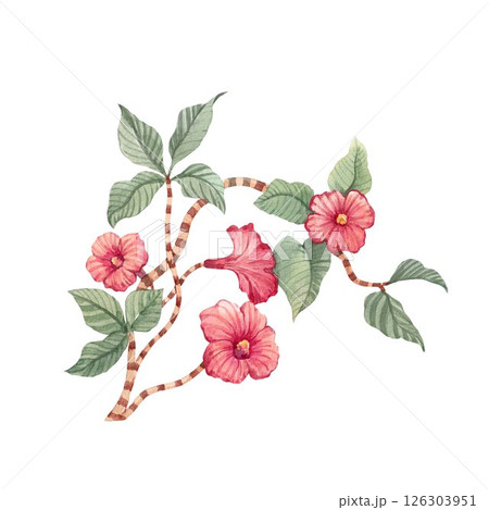 Tropical Hibiscus Fancy Branch Watercolor Illustration, Plant with Decorative hand drawn Ornament 126303951