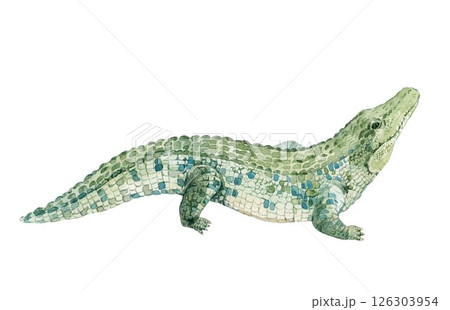 Watercolor hand drawn Crocodile Illustration Watercolor hand drawn Crocodile Illustration 126303954