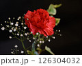赤いカーネーションとカスミソウ 126304032