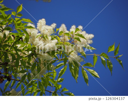 落葉広葉樹　アオダモの白い花	 126304137