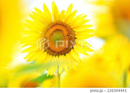 満開のヒマワリ・夏イメージ 満開のヒマワリ・夏イメージ 126304441