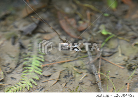 アメンボの雌雄 126304455