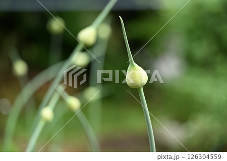 ニンニク(大蒜)の花蕾 ニンニク(大蒜)の花蕾 126304559