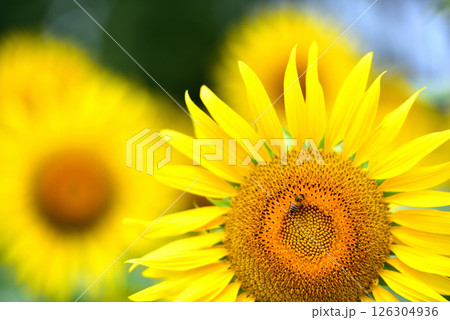 満開のヒマワリ・夏イメージ 満開のヒマワリ・夏イメージ 126304936