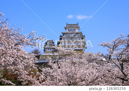 姫路城と満開の桜 姫路城と満開の桜 126305250