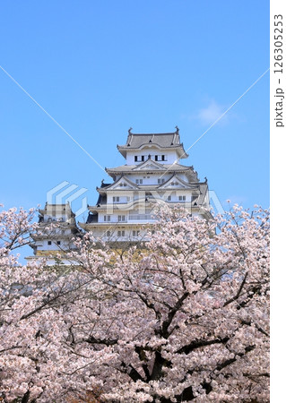 姫路城と満開の桜 126305253
