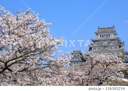 姫路城と満開の桜 126305254