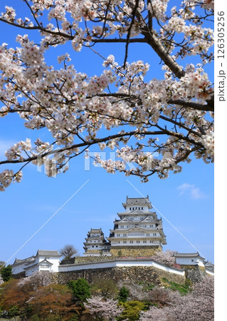 姫路城と満開の桜 126305256