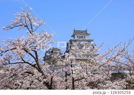 姫路城と満開の桜 126305258