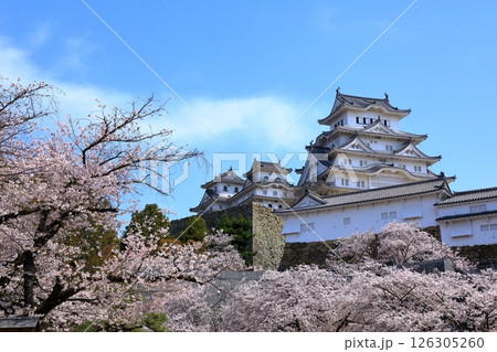 姫路城と満開の桜 姫路城と満開の桜 126305260