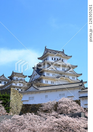 姫路城と満開の桜 姫路城と満開の桜 126305261