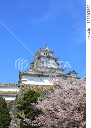 姫路城と満開の桜 126305262