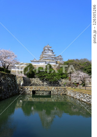 姫路城と満開の桜 126305266