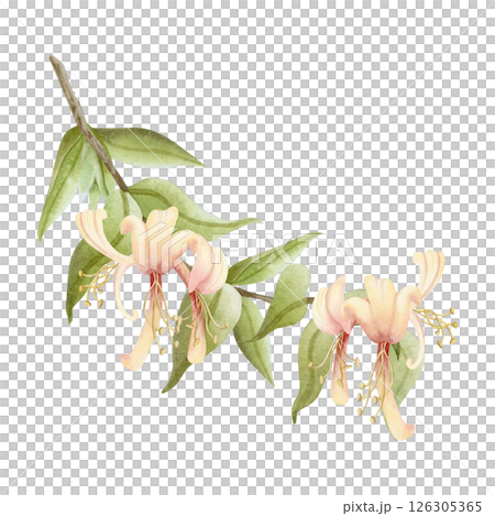 Watercolor blooming honeysuckle branch illustration isolated on white. Elegant yellow and pink spring flowers with green leaves for summer garden floral designs and fragrant goods. Vine liana plants 126305365
