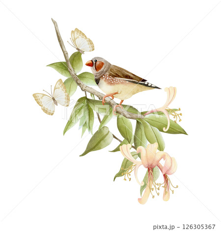 Garden songbird on honeysuckle branch with butterflies watercolor illustration isolated on white. Realistic zebra finch in pastel yellow flowers clip art in beige, brown and green. Tiny bird drawing 126305367