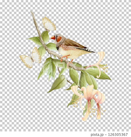 Garden songbird on honeysuckle branch with butterflies watercolor illustration isolated on white. Realistic zebra finch in pastel yellow flowers clip art in beige, brown and green. Tiny bird drawing 126305367