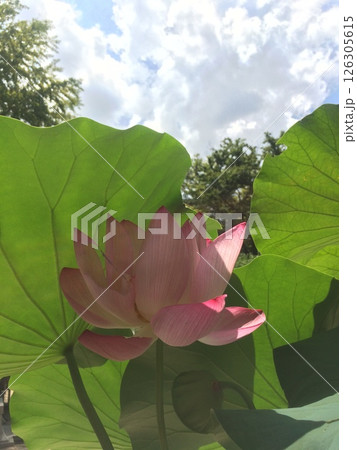 青空に映える蓮の花 青空に映える蓮の花 126305615
