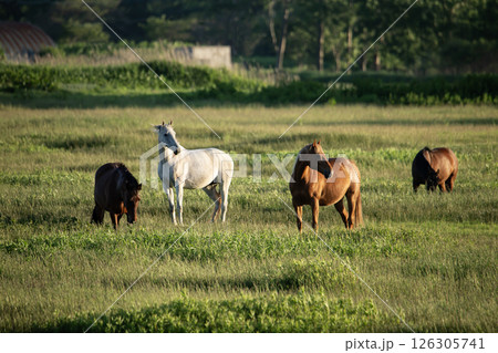 草原のサラブレッド 草原のサラブレッド 126305741