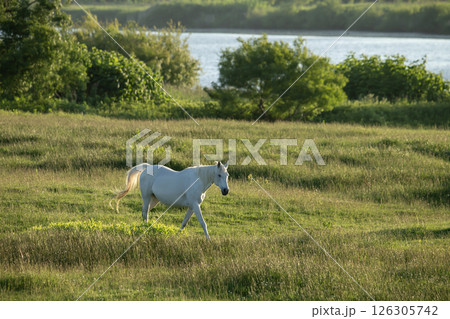 草原のサラブレッド 草原のサラブレッド 126305742