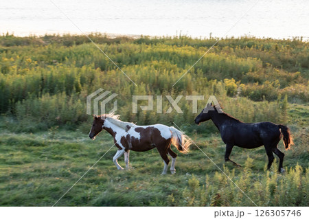 草原のサラブレッド 126305746