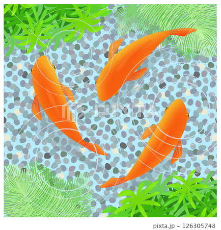 金魚のイラスト 金魚のイラスト 126305748