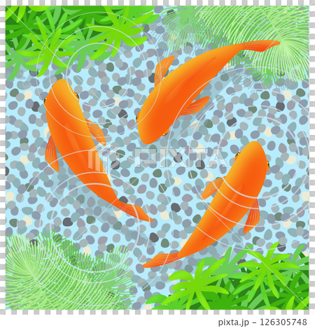 金魚のイラスト 金魚のイラスト 126305748