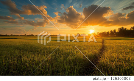 夕陽に照らされた緑豊かな田園風景と広がる稲穂 126305808
