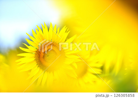 満開のヒマワリ・夏イメージ 満開のヒマワリ・夏イメージ 126305858