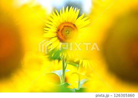 満開のヒマワリ・夏イメージ 満開のヒマワリ・夏イメージ 126305860