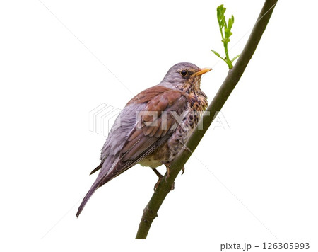 A fieldfare or Turdus pilaris side view, sits on tree branch with young leaf. Isolated on transparent background. Turdus pilaris or Thrush close up, Hi-Res image 126305993