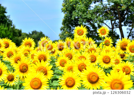 満開のヒマワリ・夏イメージ 126306032