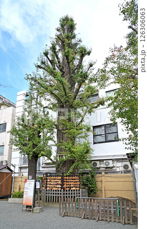 大塚散歩：大塚天祖神社　豊島区南大塚 126306063