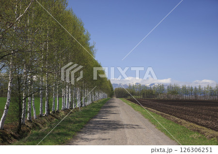 白樺並木の道 126306251