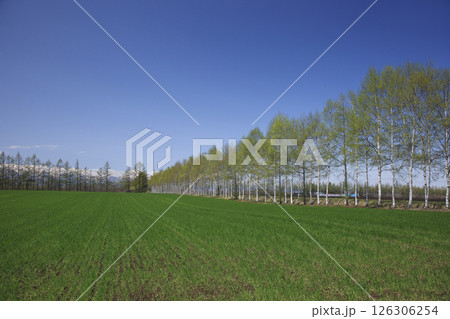 白樺並木の道 126306254