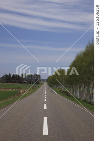 白樺並木の道 126306259