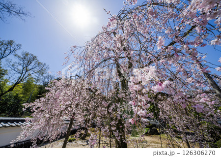春の多治見市保寿院の満開のしだれ桜 126306270