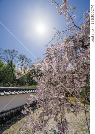 春の多治見市保寿院の満開のしだれ桜 春の多治見市保寿院の満開のしだれ桜 126306274