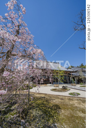 春の満開の保寿院のしだれ桜 126306542