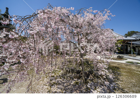 春の多治見市保寿院の満開のしだれ桜 春の多治見市保寿院の満開のしだれ桜 126306689