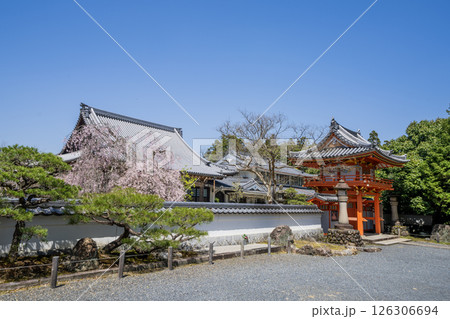 春の多治見市保寿院の満開のしだれ桜 春の多治見市保寿院の満開のしだれ桜 126306694