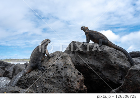 Marine iguana resting on rocks at Tortuga Bay beach, Galapagos, Ecuador 126306728