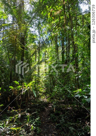 Lush rainforest canopy in Cuyabeno Reserve, Ecuador Lush rainforest canopy in Cuyabeno Reserve, Ecuador 126306739