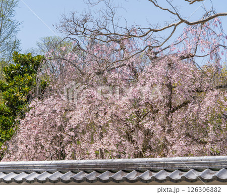 春の保寿院の満開の枝垂れ桜 126306882