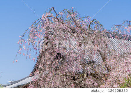 春の保寿院の満開の枝垂れ桜 126306886